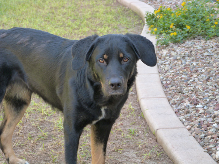 chinook dog